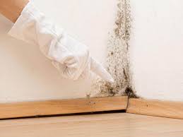 Trusted Mapleton, MN Mold Remediation Experts